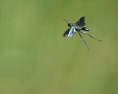 Image of Blue Mud Wasp