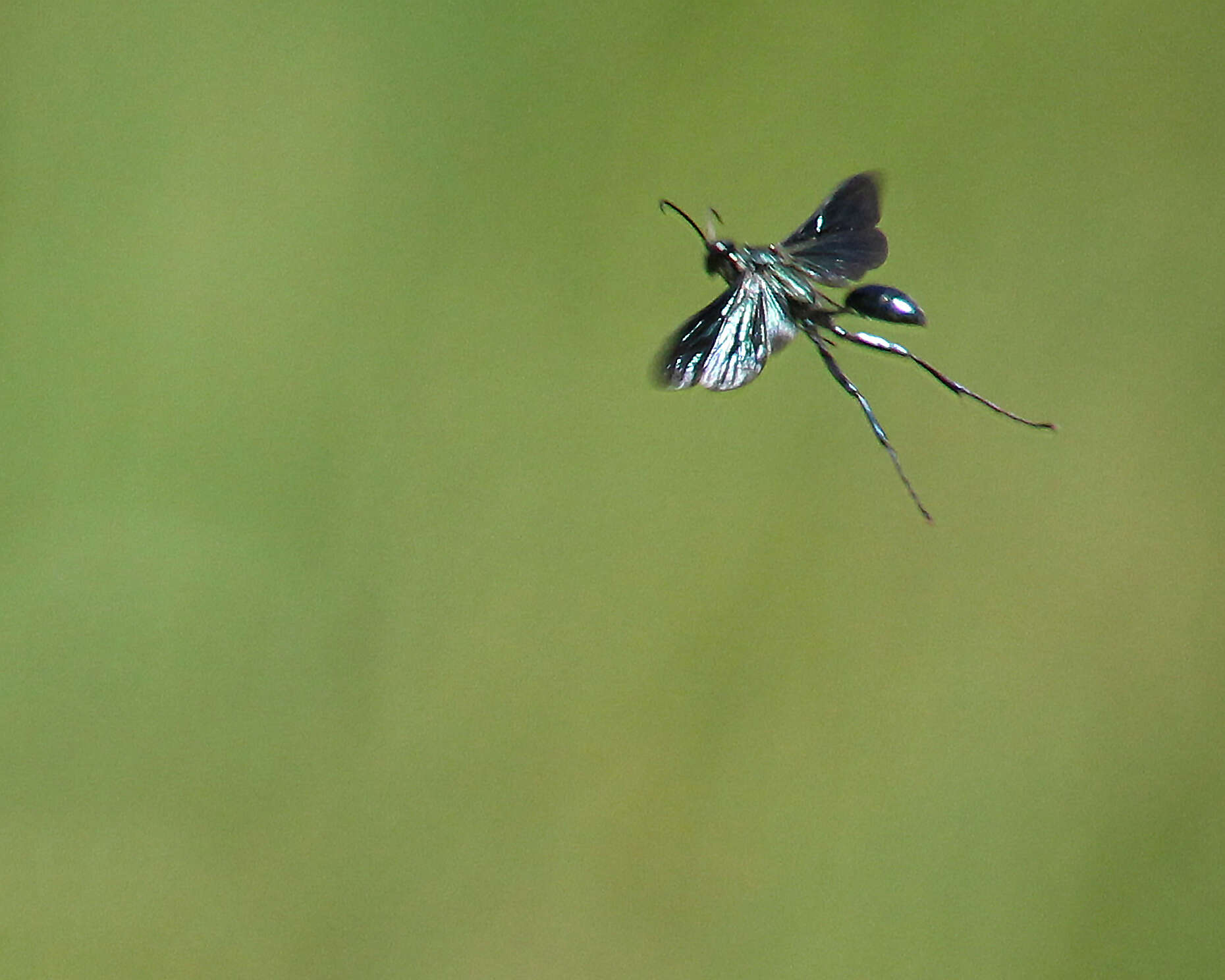 Image of Blue Mud Wasp