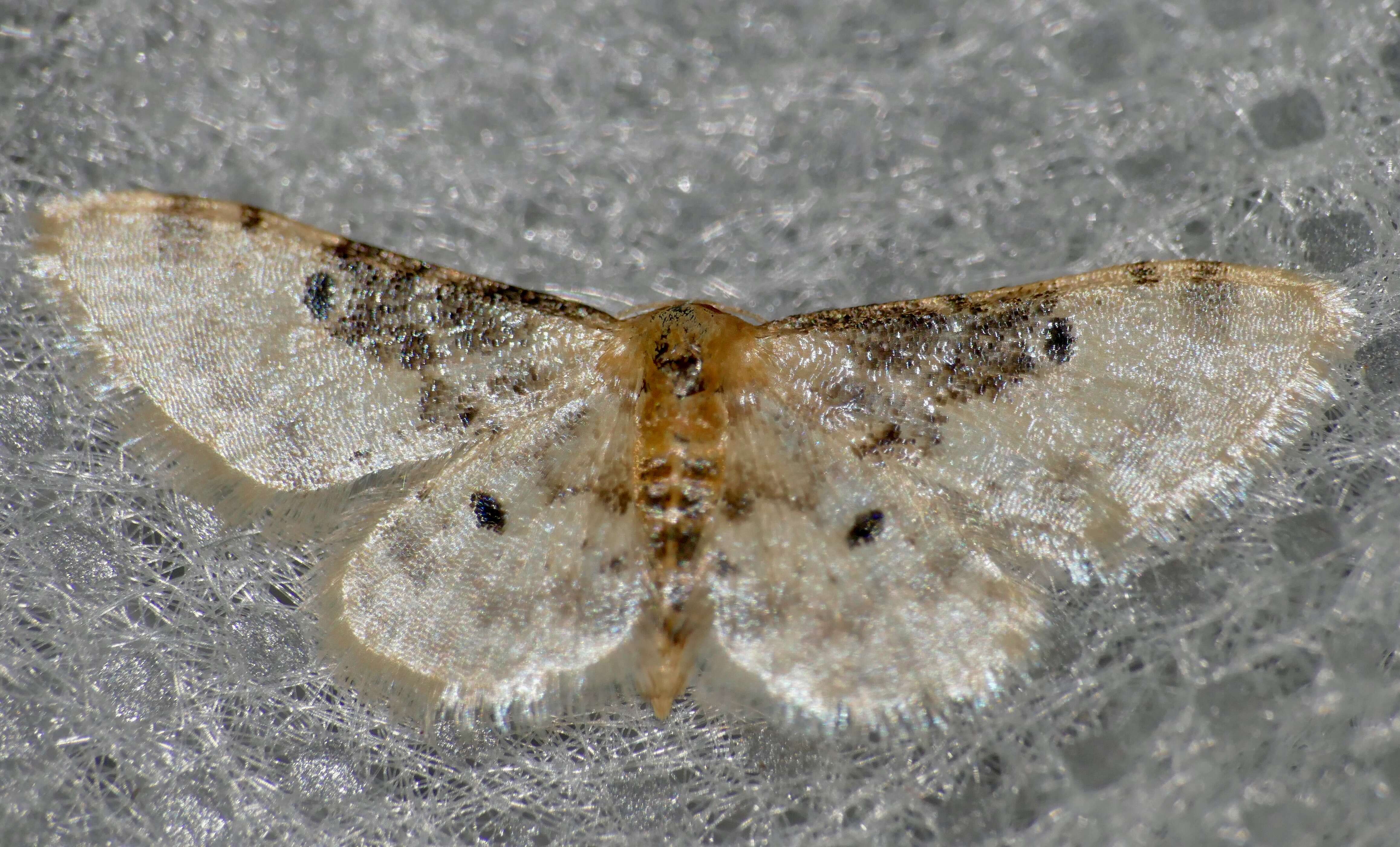 Image of Idaea filicata Hübner 1798