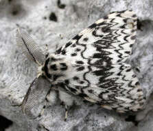 صورة Lymantria monacha Linnaeus 1758