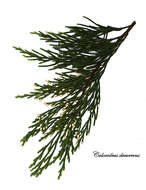 Image of Incense-cedar