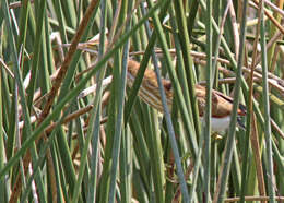 Image of Least Bittern