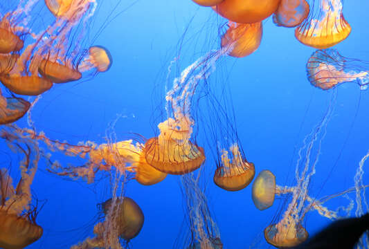 Image of Sea nettle