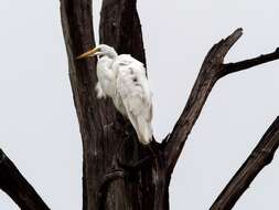 Image of Great Egret