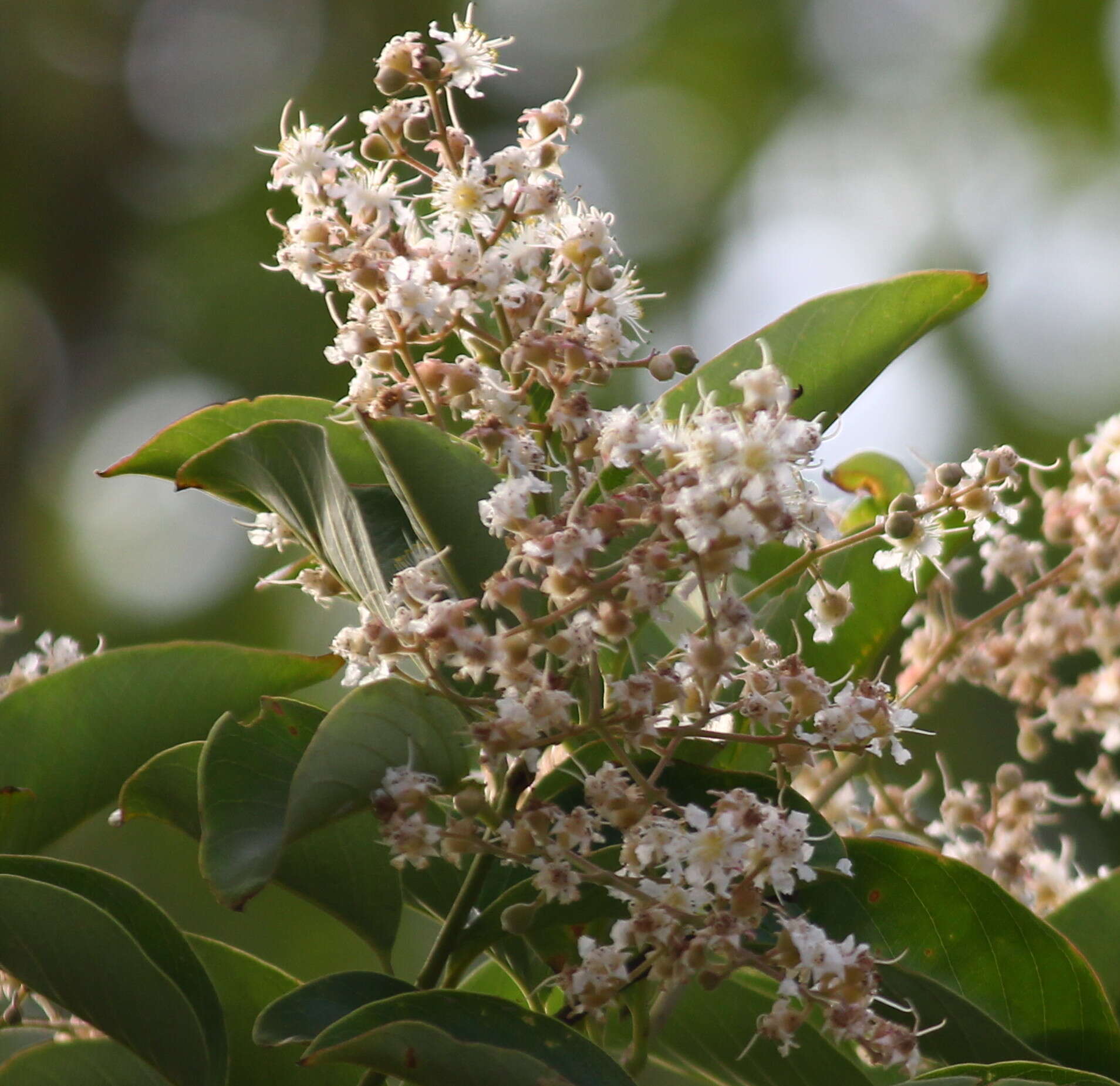 Plancia ëd Lagerstroemia microcarpa Wight