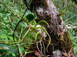 Image of bulbous airplant