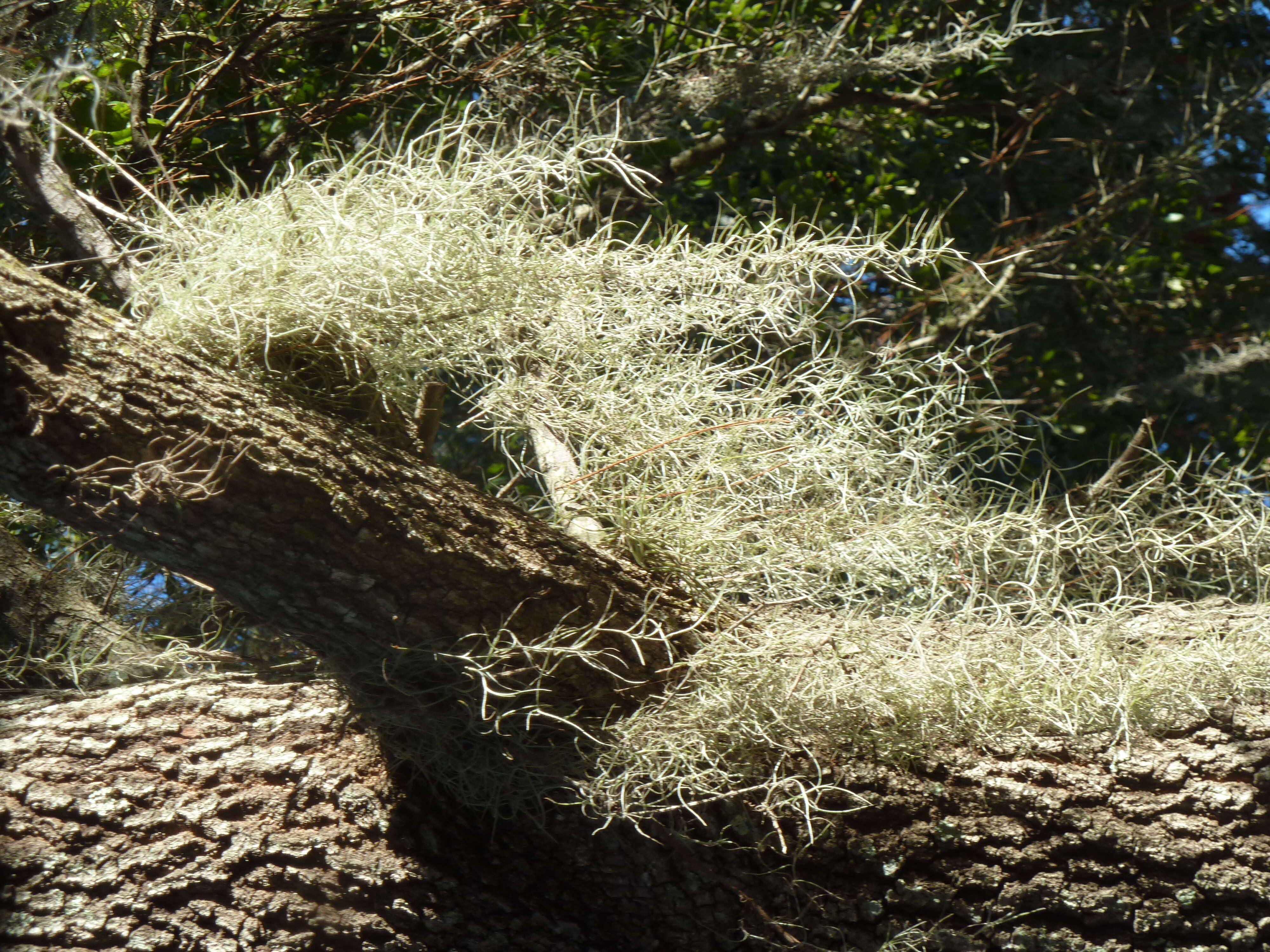 Image of Spanish moss