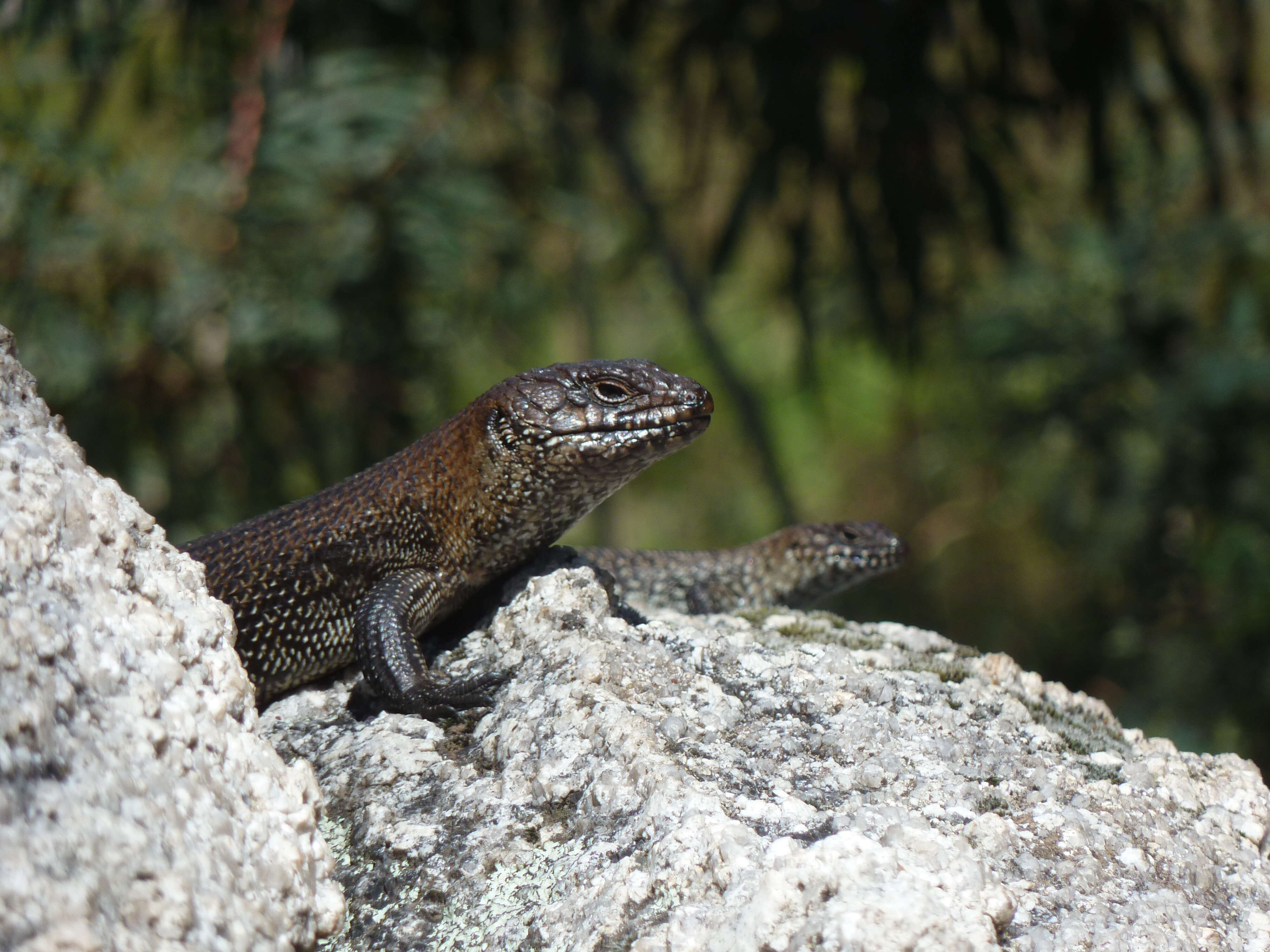 Image of Cunningham's skink