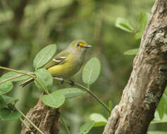 Image of White-eyed Vireo