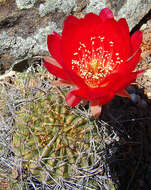 Echinopsis pentlandii (Hook.) Salm-Dyck ex A. Dietr. resmi