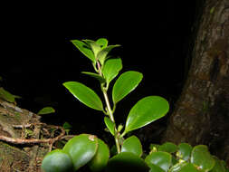 Image of Codonanthe macradenia Donn. Sm.