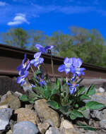 Image of Early Blue (Hook) Violet