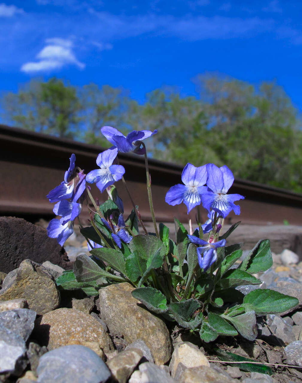 Image of Early Blue (Hook) Violet