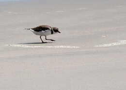 Image of Semipalmated Plover