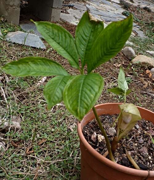 Amorphophallus amygdaloides Hett. & Sizemore resmi