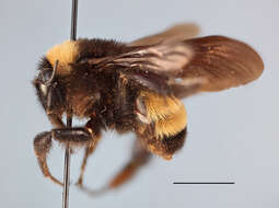 Image of American Bumblebee