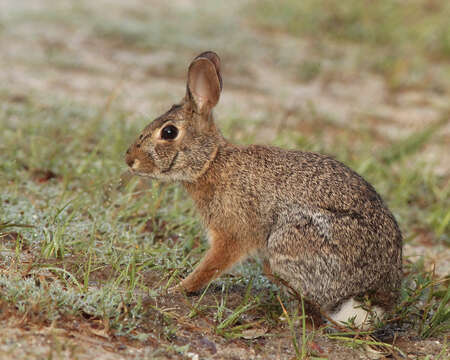 Imagem de Sylvilagus floridanus (J. A. Allen 1890)