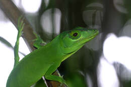 Image of Cuvier's Anole