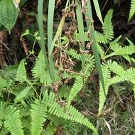 Image of Tropical Twig-Rush