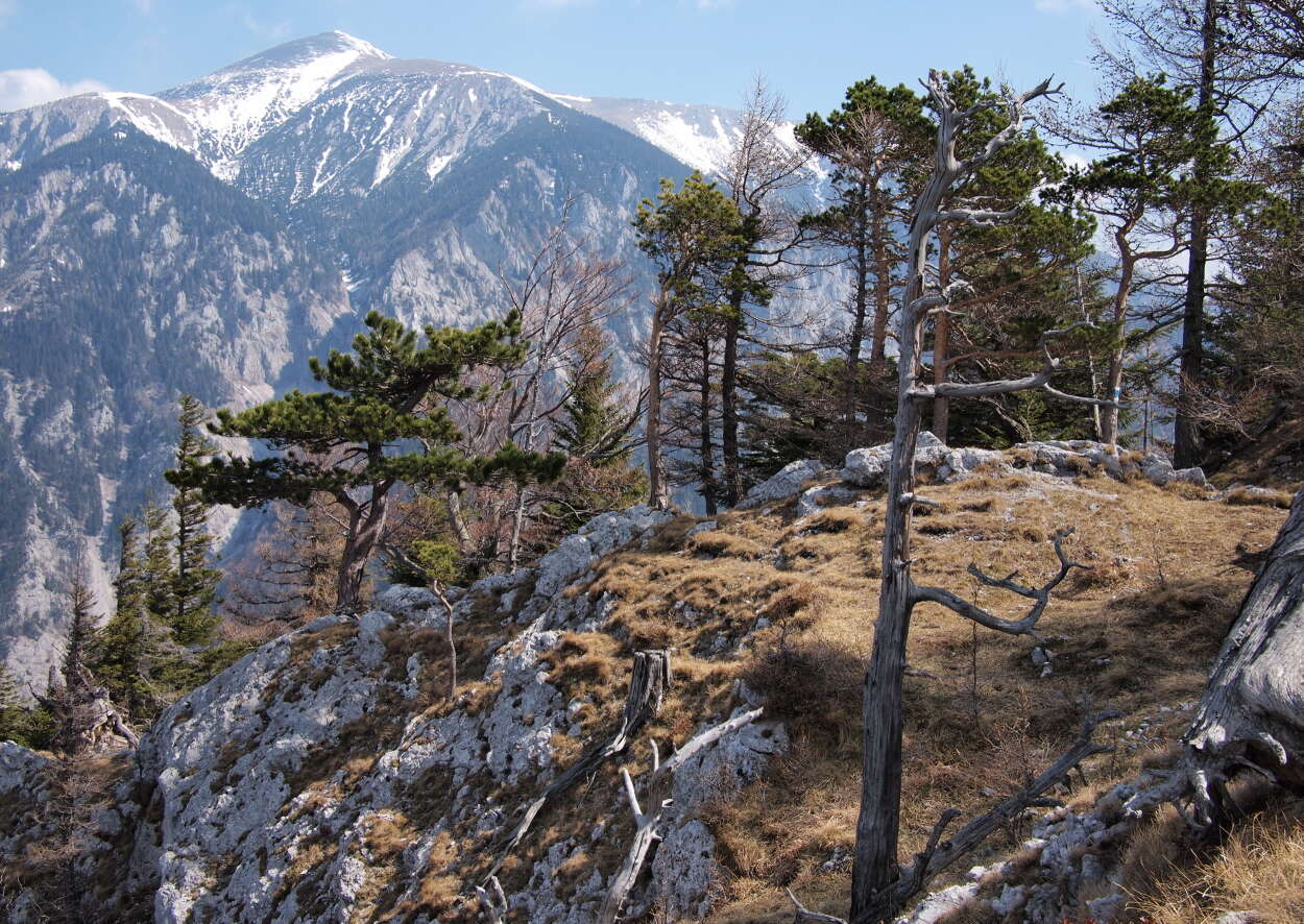 Image of European Larch