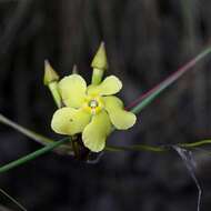 Image de Prestonia quinquangularis (Jacq.) Spreng.