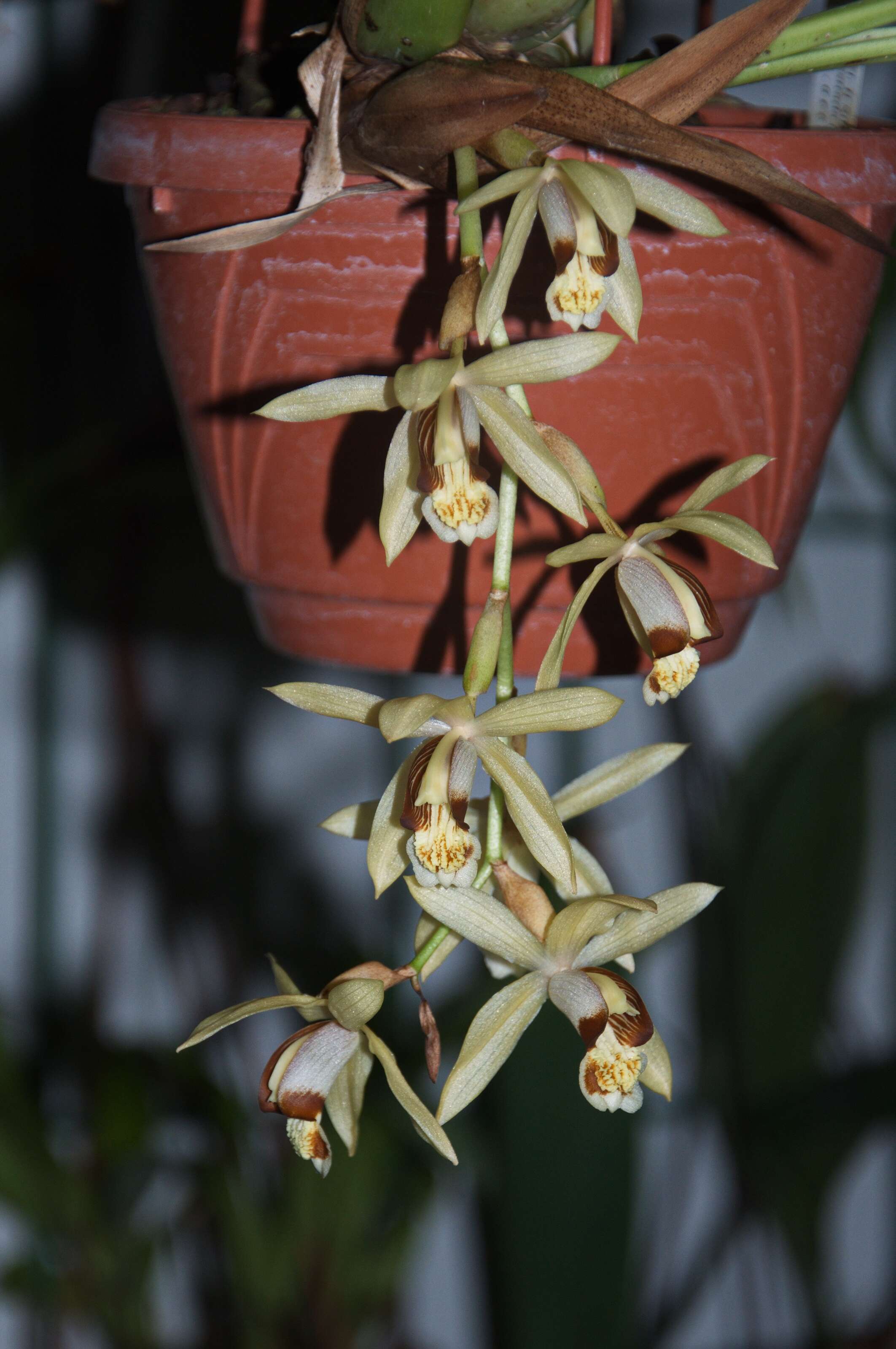 Image de Coelogyne tomentosa Lindl.