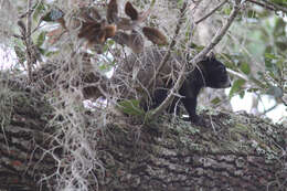 Sivun Sciurus subgen. Sciurus Linnaeus 1758 kuva