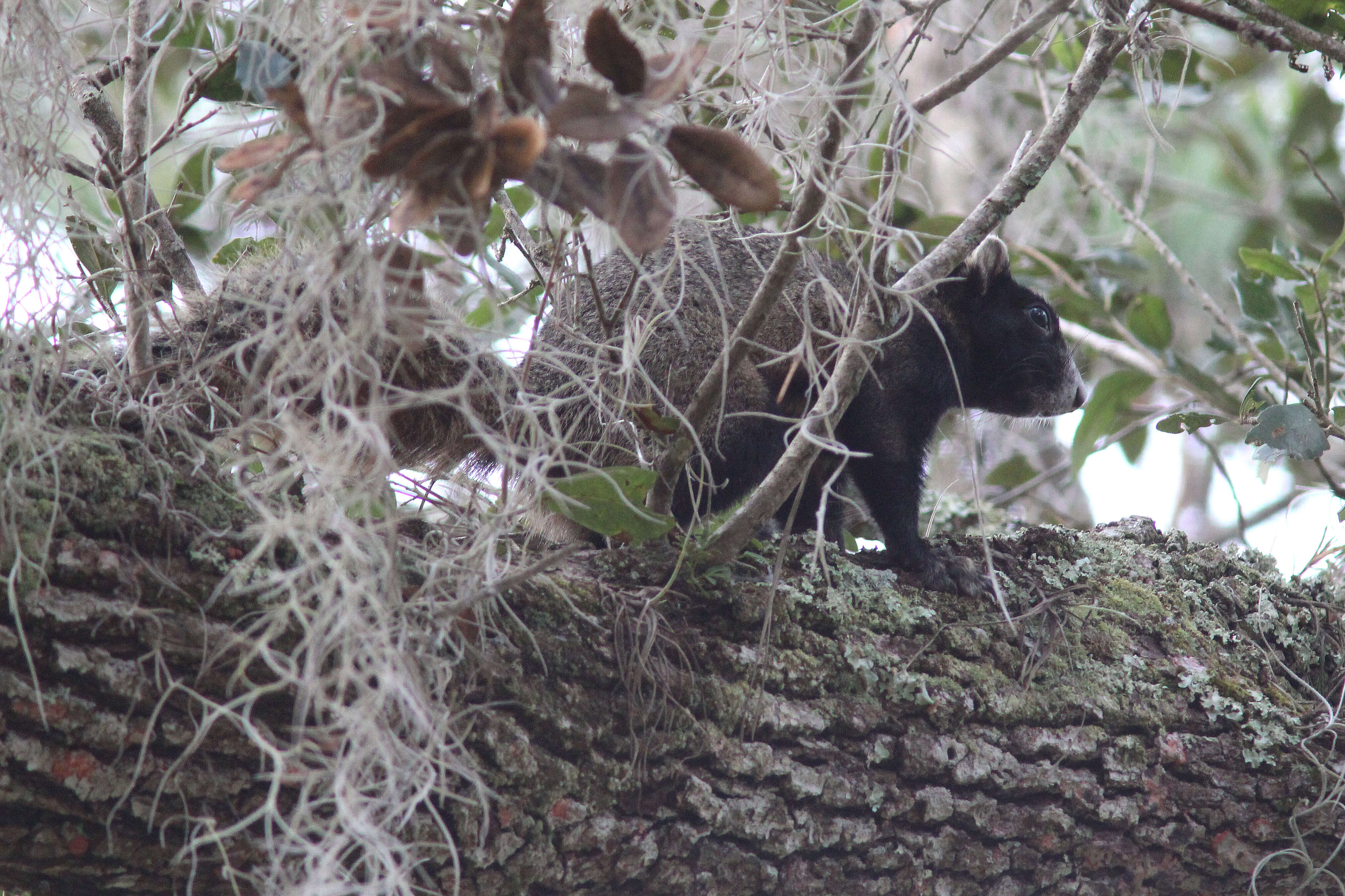 Sivun Sciurus subgen. Sciurus Linnaeus 1758 kuva