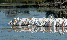 Image of American White Pelican