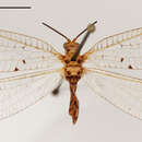 Image of Italochrysa similis Tjeder 1966