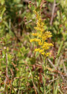 Image of pine barren goldenrod