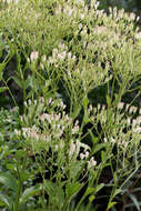 Image of Florida Indian plantain