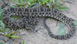 Image of Bothrops matogrossensis Amaral 1925