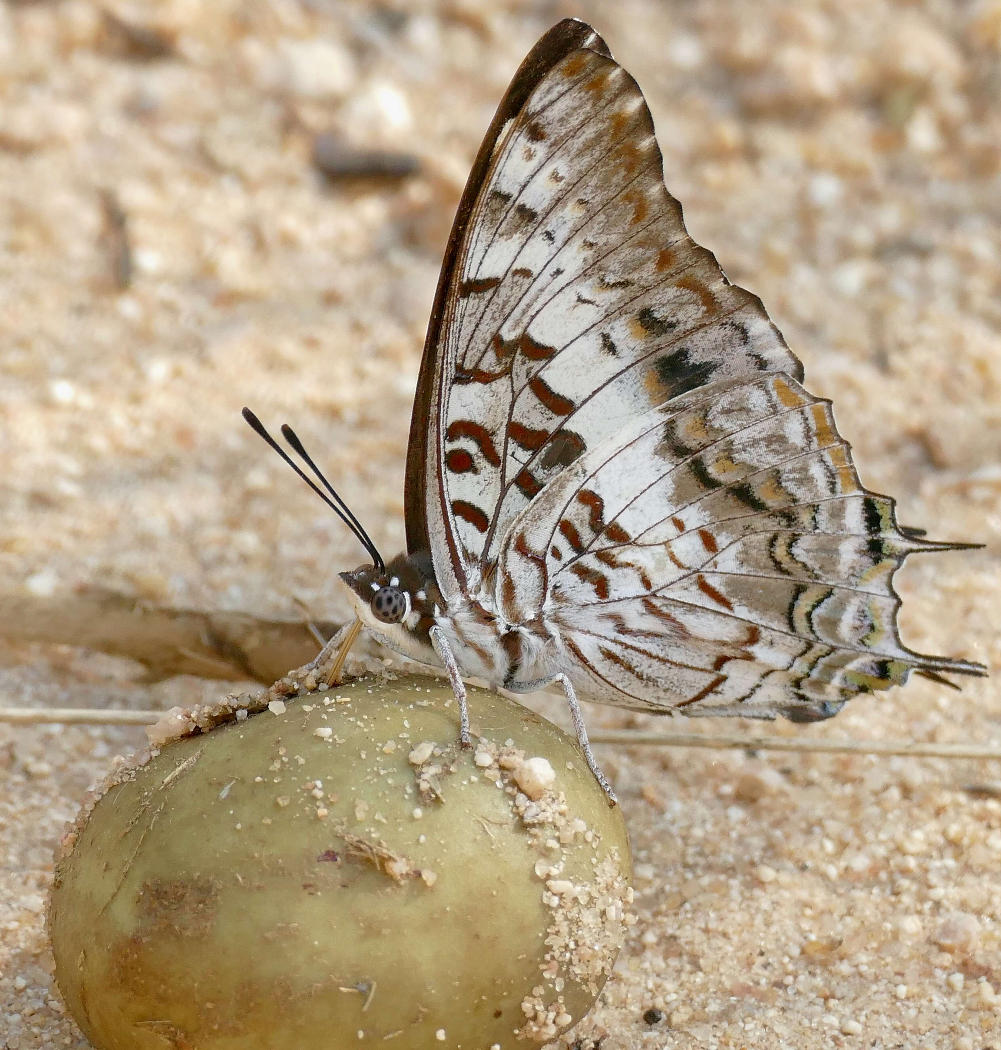 Imagem de Charaxes achaemenes Felder & Felder 1866