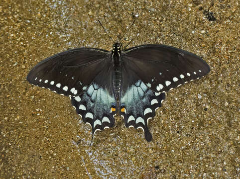 Image of Spicebush swallowtail