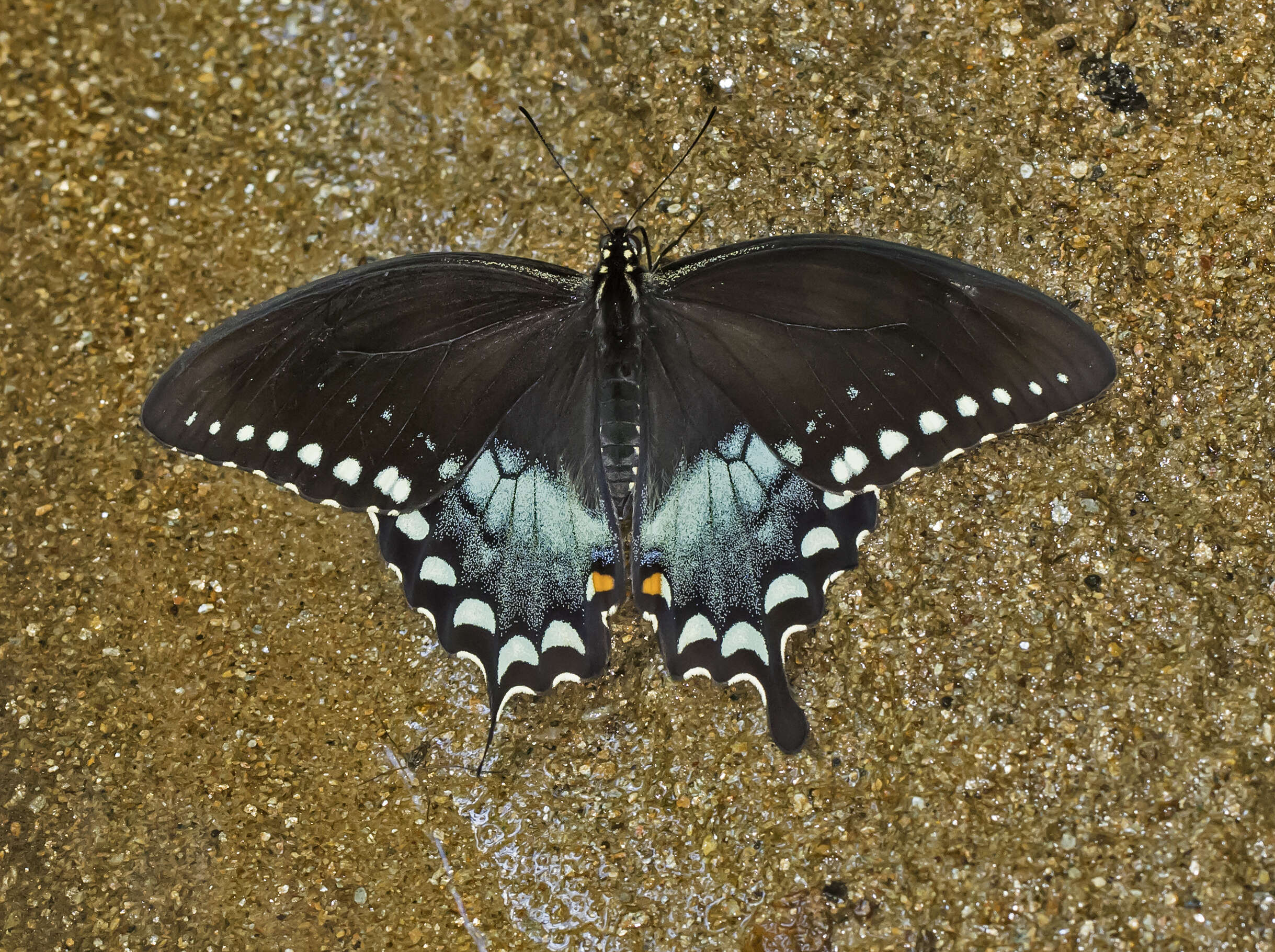 Papilio troilus Linnaeus 1758 resmi