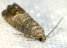 Image of codling moth