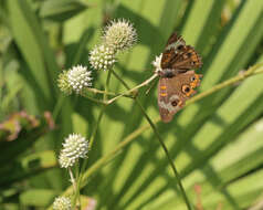 Image of Common buckeye