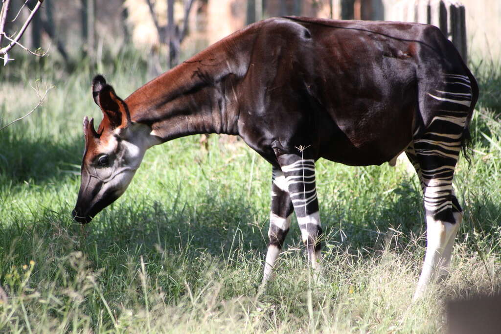 Image of Forest Giraffes