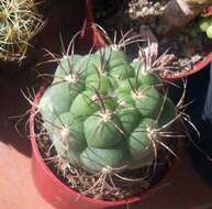 Plancia ëd Gymnocalycium saglionis (F. Cels) Britton & Rose