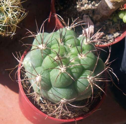 Plancia ëd Gymnocalycium saglionis (F. Cels) Britton & Rose