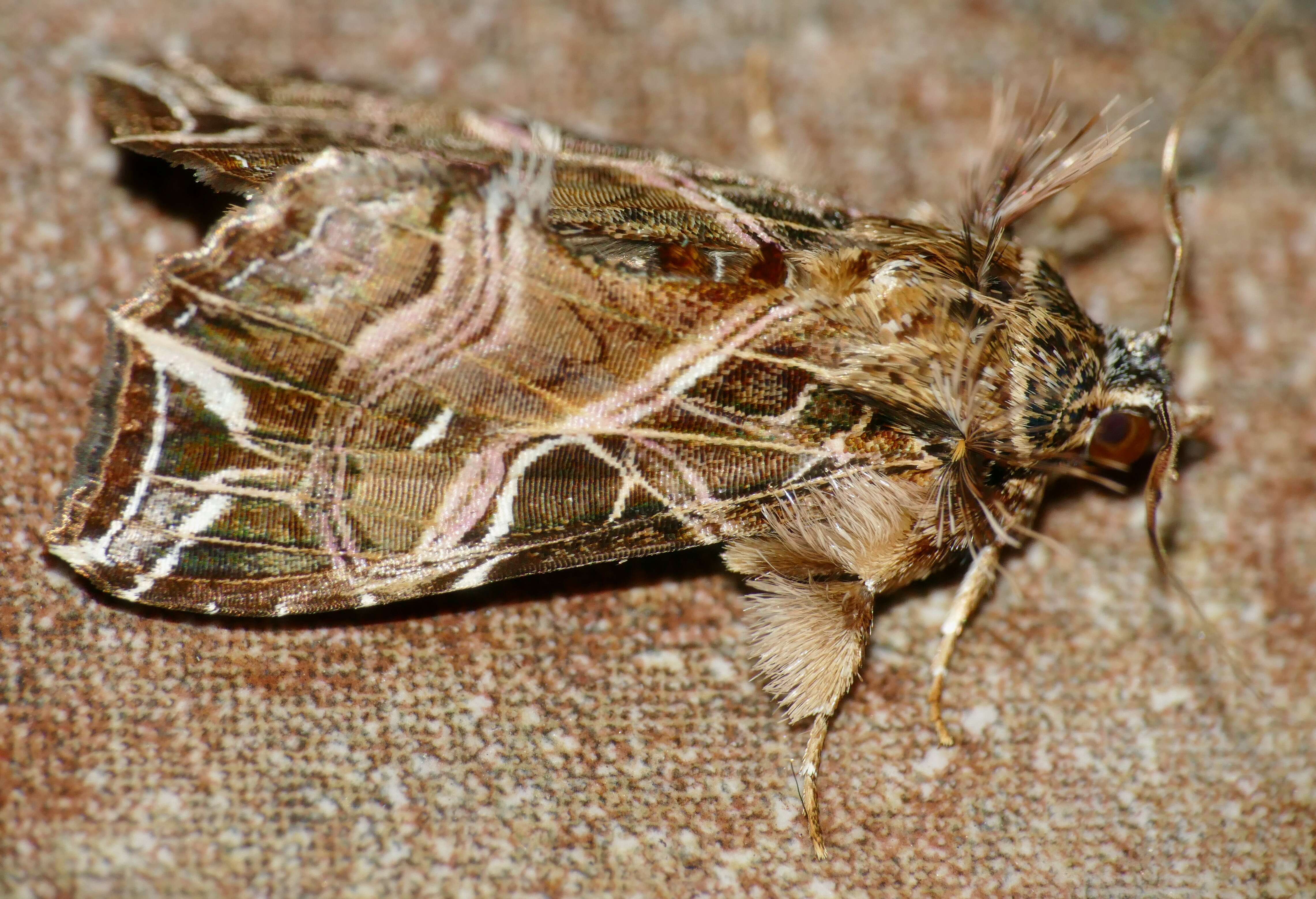 Image of Cutworm