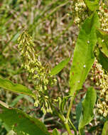 Rumex verticillatus L. resmi