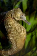 Image of Lined Seahorse