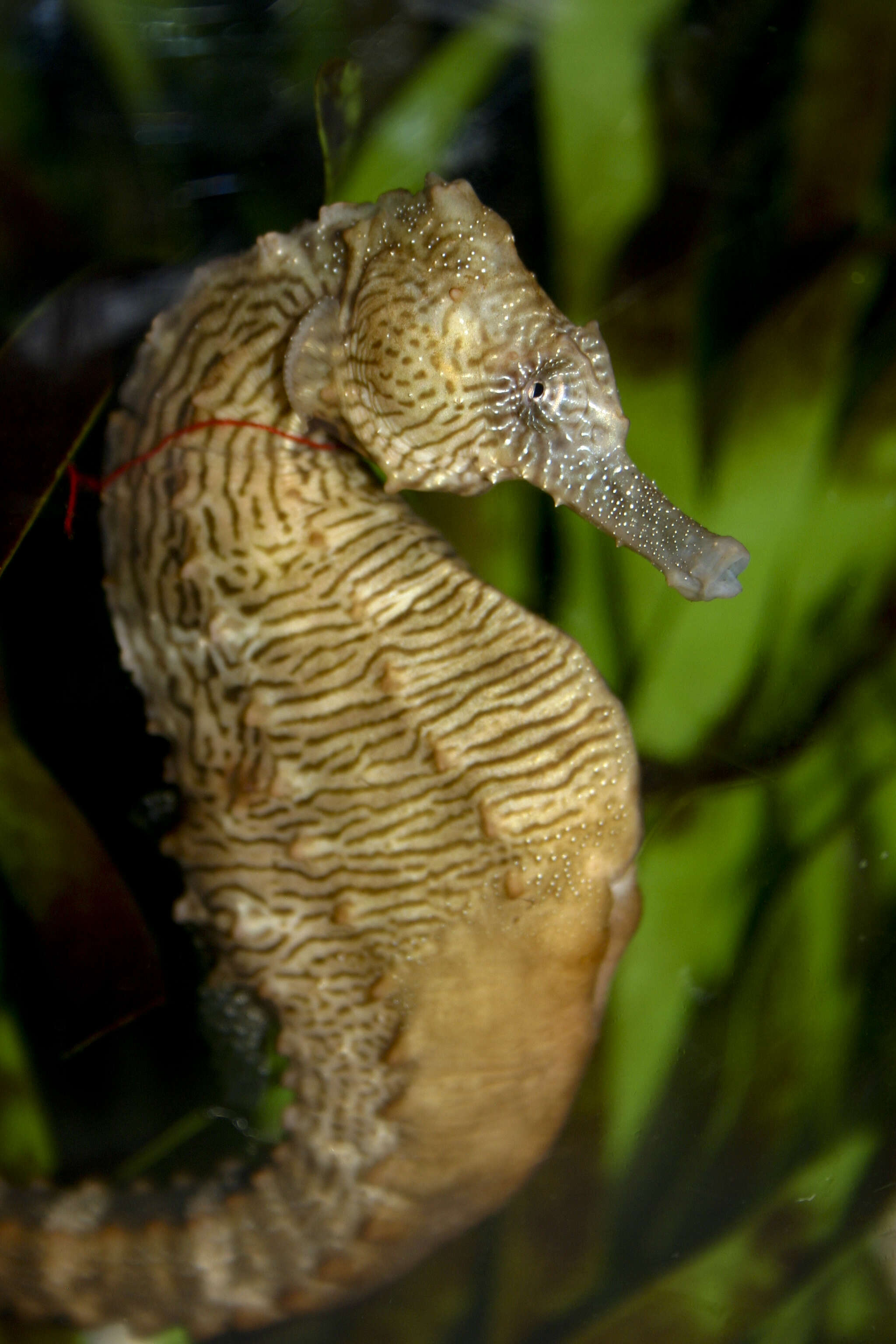 Image of Lined Seahorse