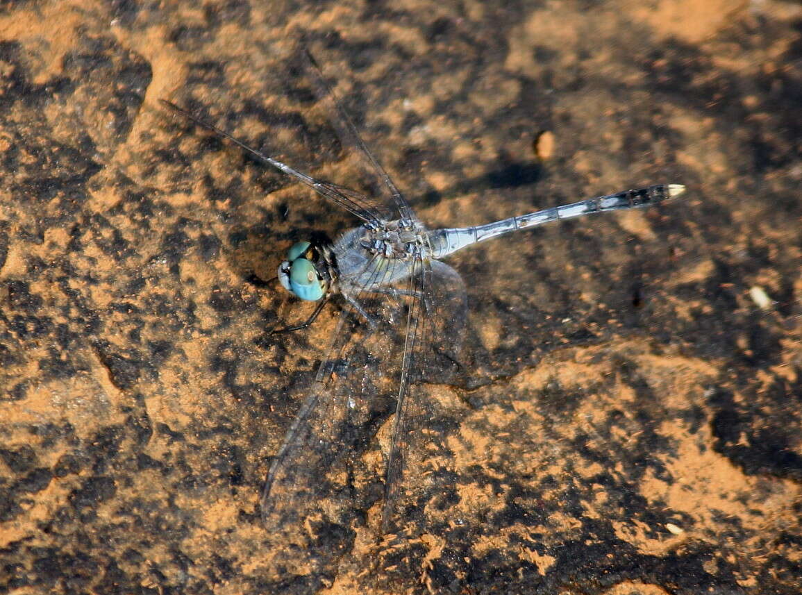 Image of Diplacodes trivialis (Rambur 1842)