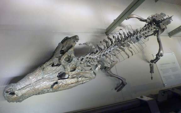 Image of Asiatosuchus depressifrons