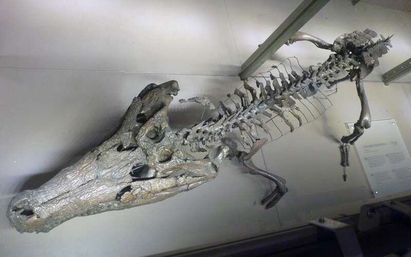 Asiatosuchus depressifrons resmi