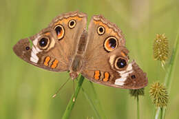 Image of Common buckeye