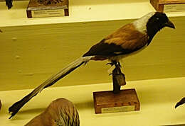 Image of White-bellied Treepie